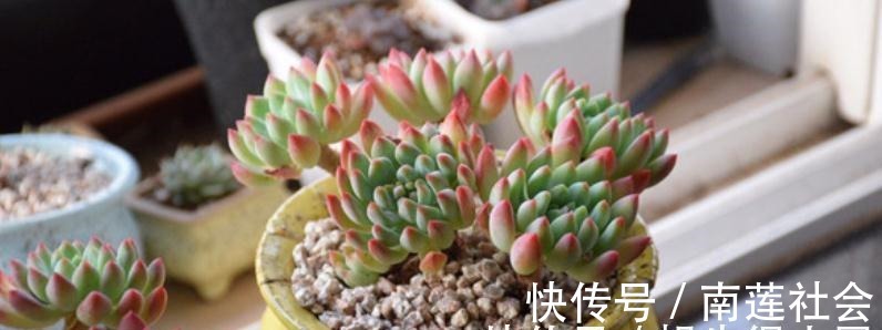 哪些因素会影响到多肉蓝苹果出状态？此3点，不容忽视！