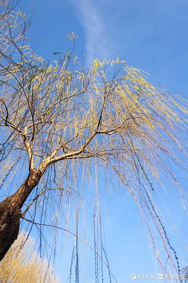 周末赏春！济南五龙潭春意浓，家长和孩子玩的不亦乐乎|情报站| 周末赏春！济南五龙潭春意浓，家长和孩子玩的不亦乐乎\＂,\＂i12\＂:\＂情报站