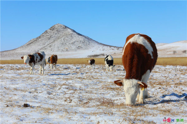 老年|行摄草原丨行走冬日最美山地草原 “科尔沁后花园”雪景壮美