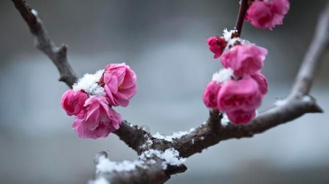  种花|下雪才好看的3种花，想让花开的美，别早早搬入室内