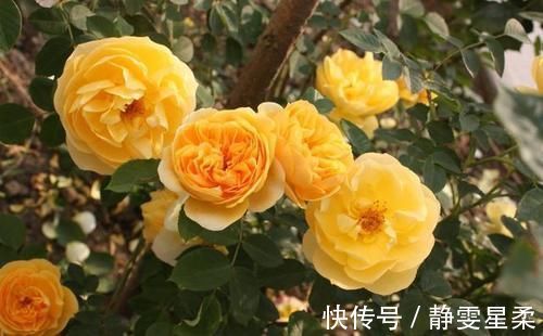 一年中什么时候最适合给月季施肥呢？