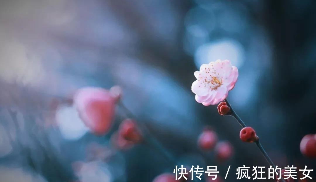 不第后赋菊|农历几月出生，你就是什么花，美轮美奂