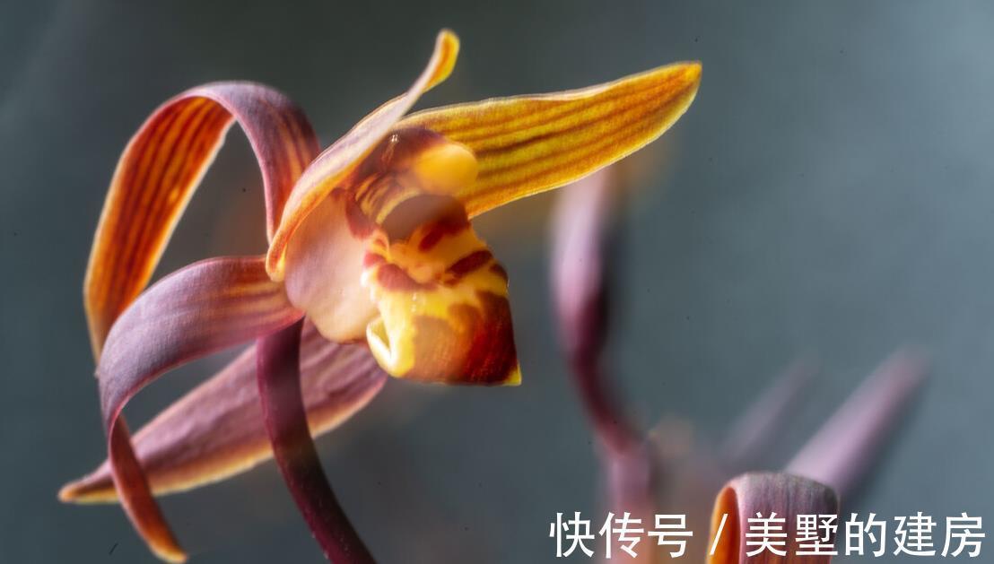 浇水|墨兰浇水的正确方法是这样子的