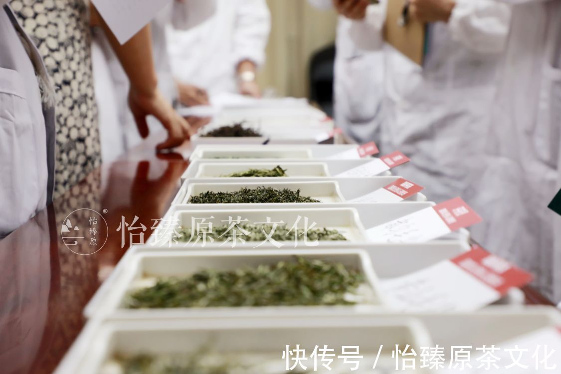 评语|绿茶科普:喝茶时常用到的评茶术语,爱茶人必备知识