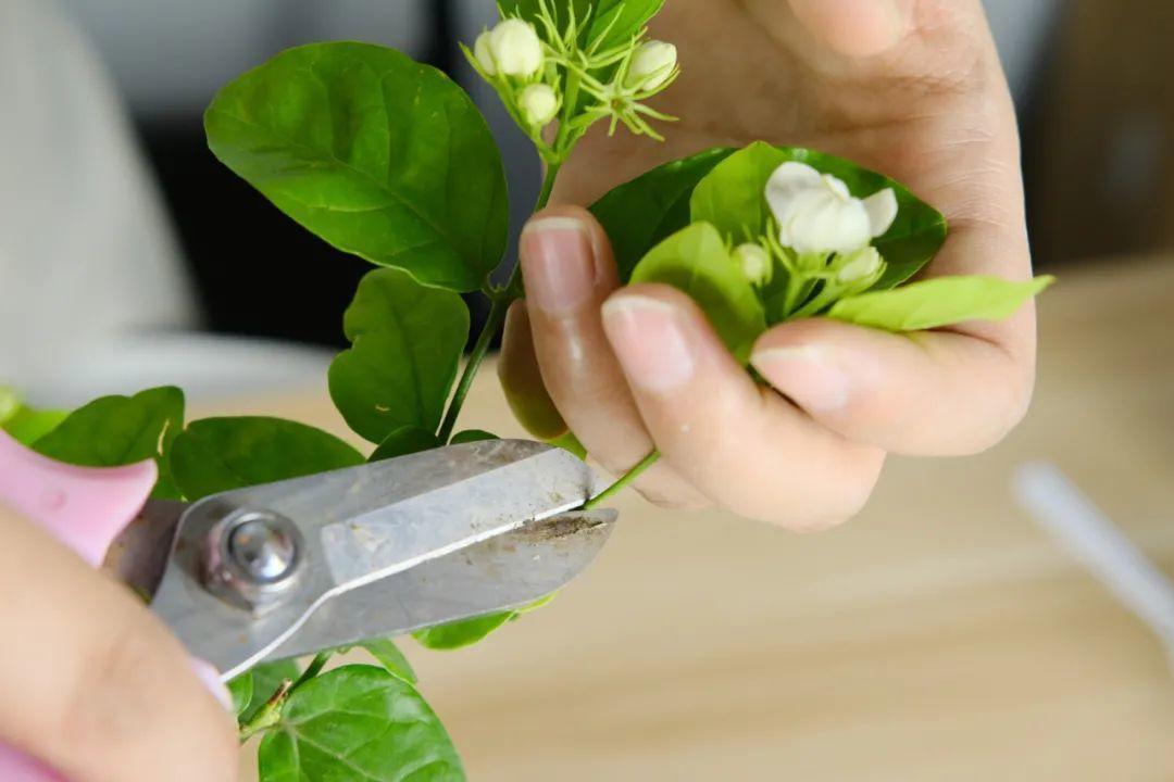 家里养了月季,花后使劲剪,越剪越开花,真省心