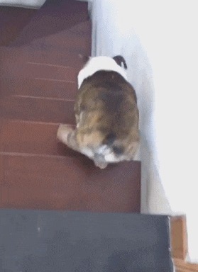 |搞笑GIF:要不是有监控,今天这事儿是说不清了