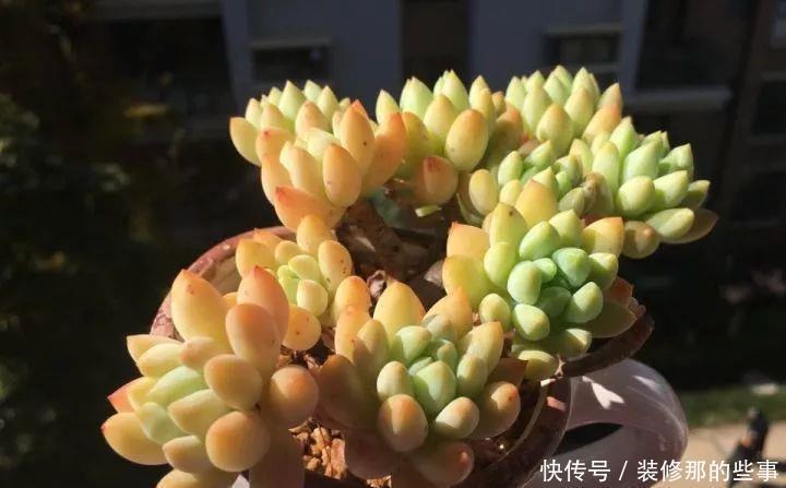 挑状态最丑价格最低的买,再丑的多肉都能养漂亮