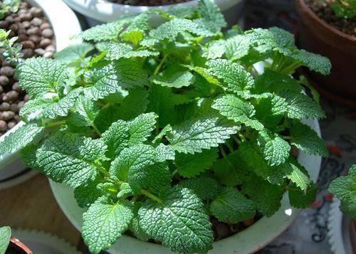 蚊子咬的满身是包,赶紧在阳台摆三种绿植,驱蚊效果好小孩更安全