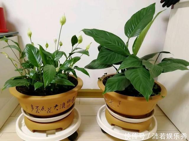 富贵竹|旺财旺运的5种盆栽,好看好养,放家里一盆不吃亏