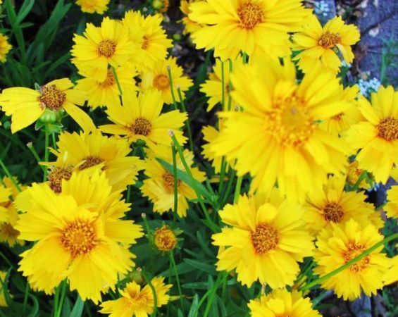 ?懒人养这4款花，不怕热不怕晒，开花超漂亮，花朵稠密又鲜艳