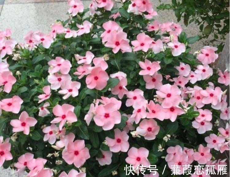 4种花养在阳台超美的开花多,漂亮又好养,年年开花不断