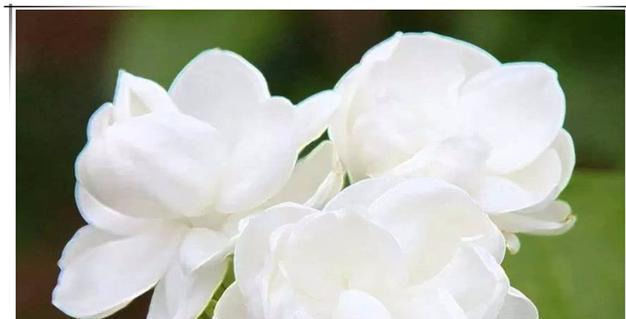 夏天|夏天养茉莉花，只要做对1件事，根粗叶绿，花开一茬接一茬