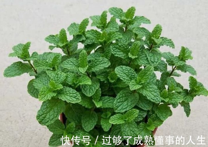 彩叶芋|4种花养在家里,一整年都有好运气,日子红火财运滚滚,好看极了