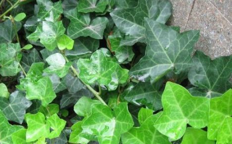 新手养花,不如养盆花中精品“无名的裘德”盛开金灿灿,水果花香