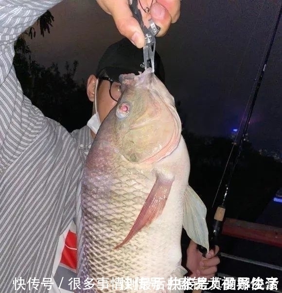 河道“巨型罗非”扎堆，钓鱼人：三五斤起步，半天钓十几条