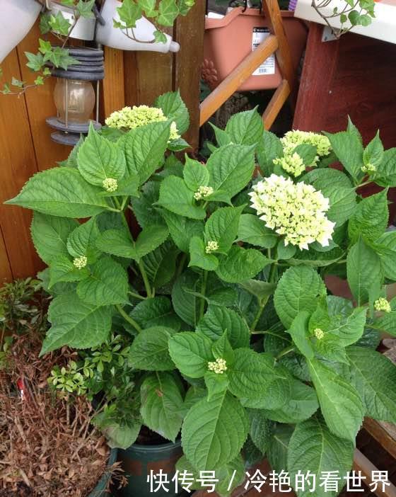 盆栽|4种“抗冻花”，娇艳不娇贵，寒冬腊月冻不死，冰天雪地开红花