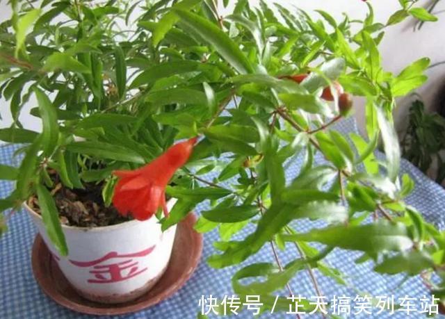 光照|诗里的“榴花似火燃”,原来,居家盆栽,开花比扶桑还漂亮