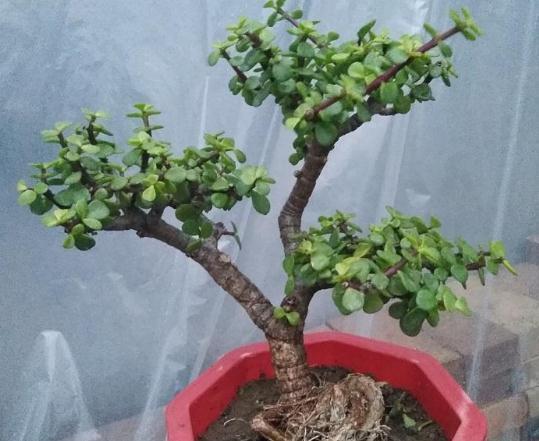 不会养花就养“3种树”，光一照就能长，养成老桩，价值翻10