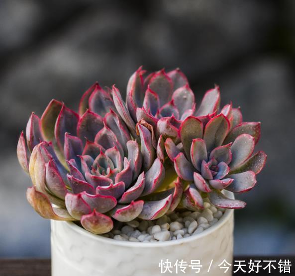 养多肉多年,总结出种莲座状品种,好养好看还不贵,适合新手