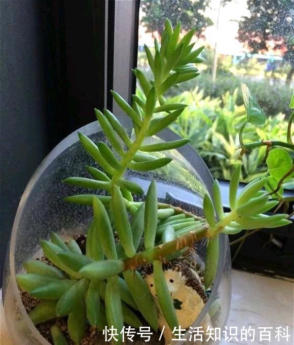 叶子|养多肉，最忌“3点”，难怪一养就抽成草，赶紧挽救还来得及！