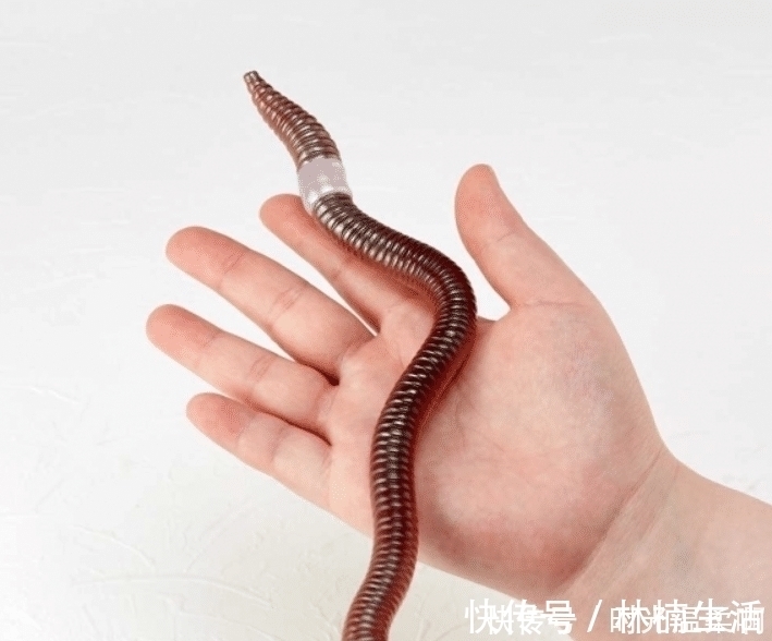 海洋堂|你见过哪些奇怪的手办模型?蟑螂、蚯蚓为原型的手办,还原度太高