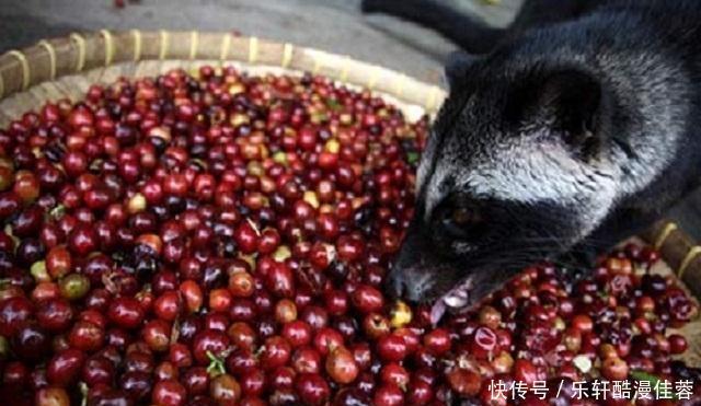 制作|世界上“奢靡猫屎咖啡”制作过程曝光,网友呼吁不喝了,太残忍