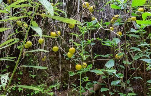 很好辨认的1种藤本植物,别轻易触碰,却是制作盆景的优良素材