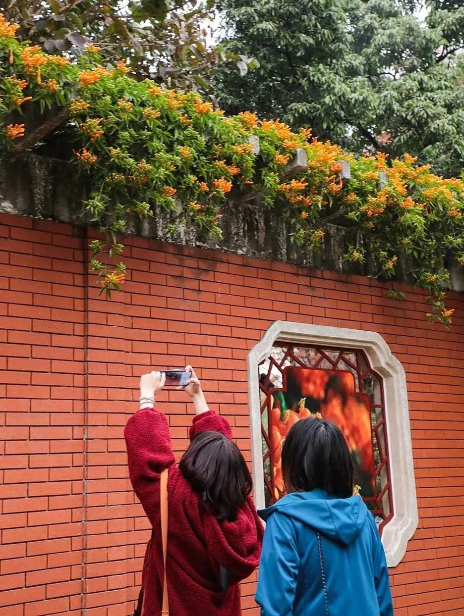 “百花之王”来广州了！这些地方隐藏了大片花海，爱了爱了