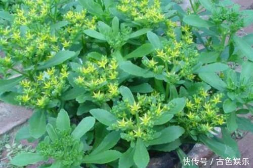 中年|农地里被忽视的这种野菜，或是高血压“克星”，建议：不妨多吃点