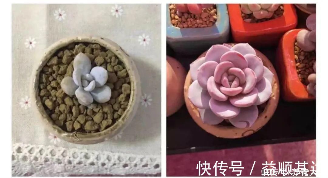 肉肉们|室内养多肉，也能养出水晶果冻色，任谁看到都说好