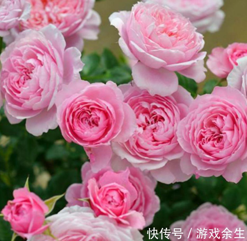 家有小院,用几种植物打造花墙,从春美到秋