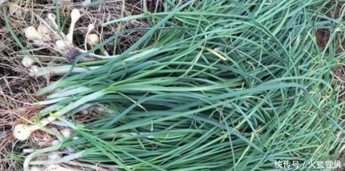 这几种野味是我们小时候的回忆,到现在看到还口水直流,你吃过吗