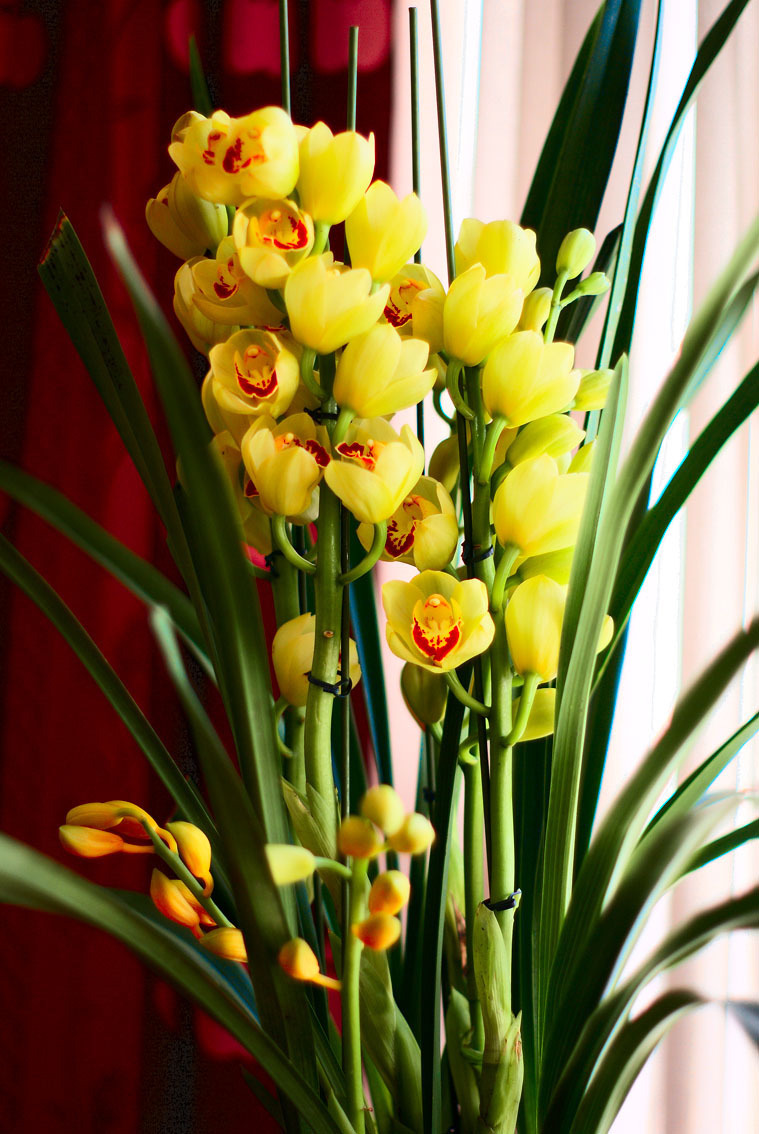 大花蕙兰好看但难养做好“3小步”,花期过后再开花,花团锦簇