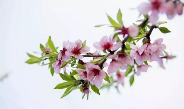 薰衣草|又是一年赏花季!乱花渐欲迷人眼,教你分清谁是谁