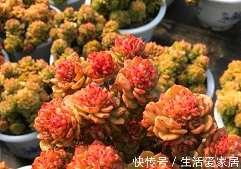 花中王|牡丹本是花中王,可这些多肉牡丹难以称王,因为虽然很美却很难养