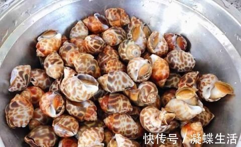 花螺|这东西在美国卖出了高价,中国却要花重金清理,食客:长错了地方