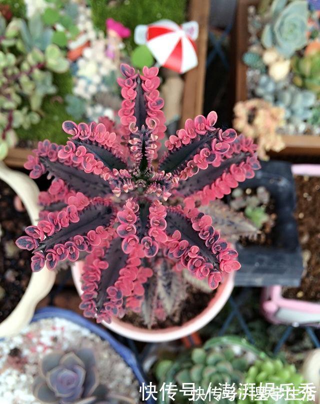 仙人球|家里养这5种花,怎么折腾也不死,养一盆爆一盆,懒人也合适