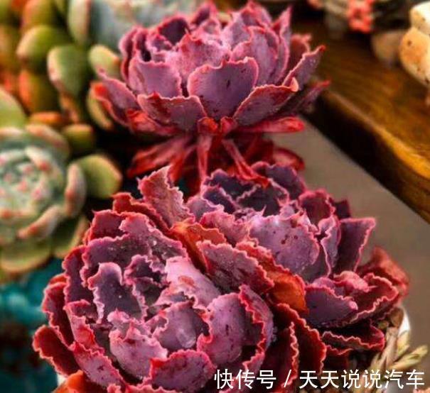6种经典的薄叶多肉,每一种都仙气十足,好养好看容易出状态