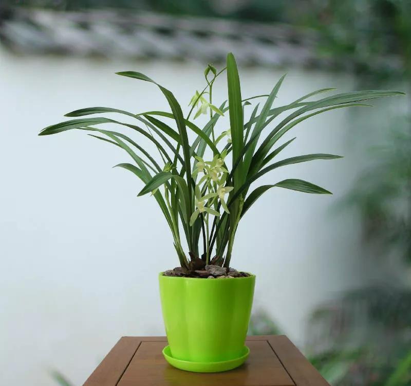 养兰花要学会巧用磷酸二氢钾，省事又好养，花朵鲜艳又多姿