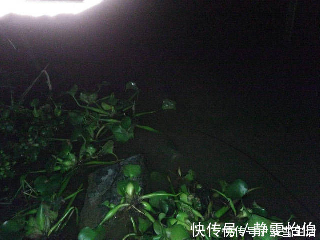 红薯丁|本地使用红薯为饵的方法,分享给各位钓鱼人