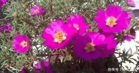 这些盆栽花卉是家里最好养的,想养死都难赶紧养一盆