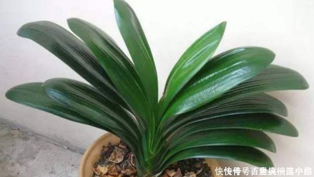 君子兰|养君子兰,夏天不能做3件事,不然易烂根黄叶