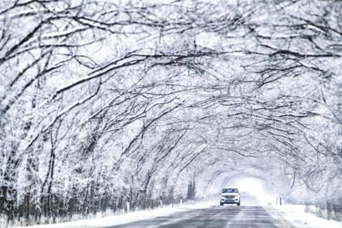 花样|【图说新疆】新疆伊犁河谷：雪中最美是雾凇