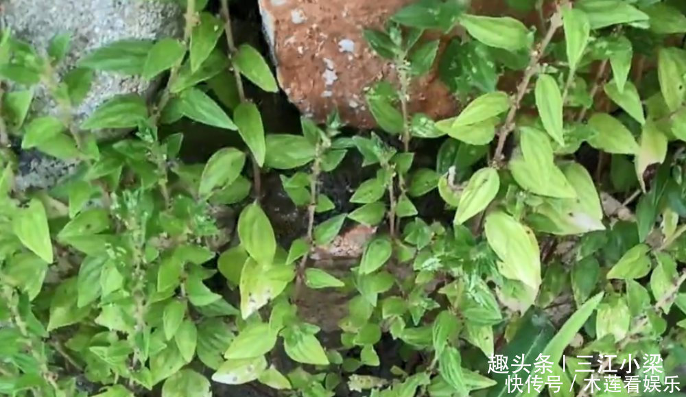 野草|只长在墙角边的“牙痛药”,不懂的人当成野草,识货人才会采回家