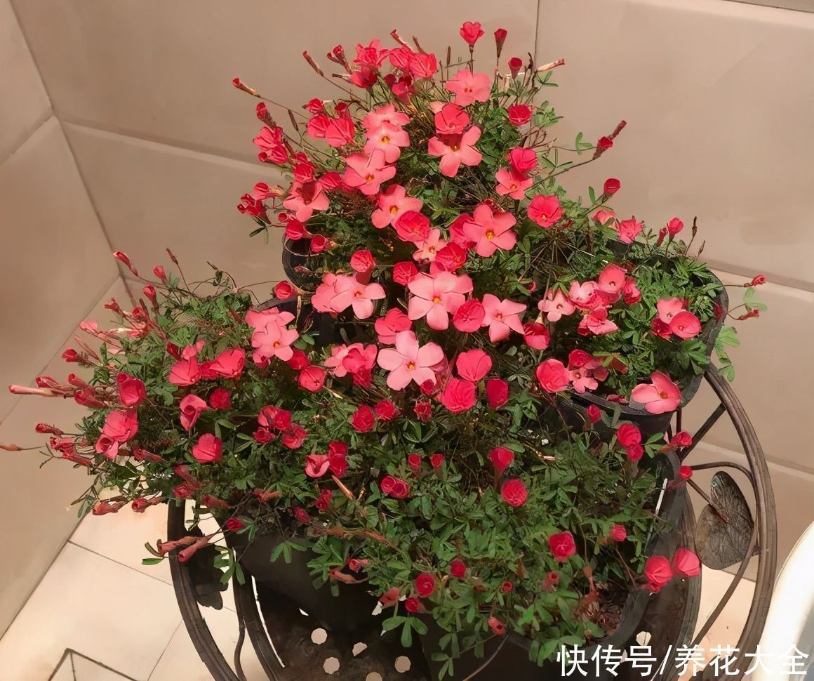 半个月|半个月没太阳,给花开浴霸补光,竟然开了300朵