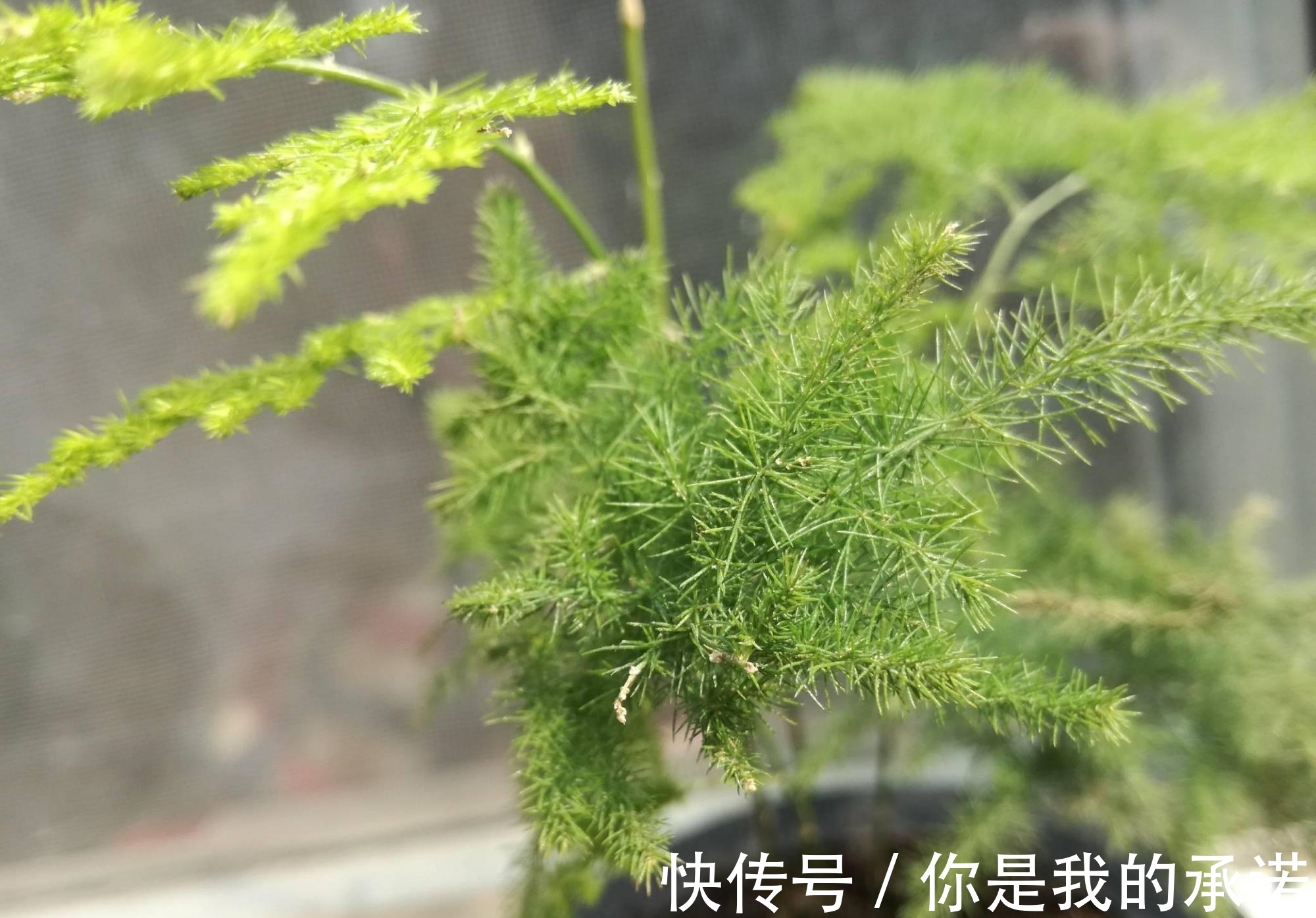 文竹促芽方法多,一杯水就能解决,你知道吗?