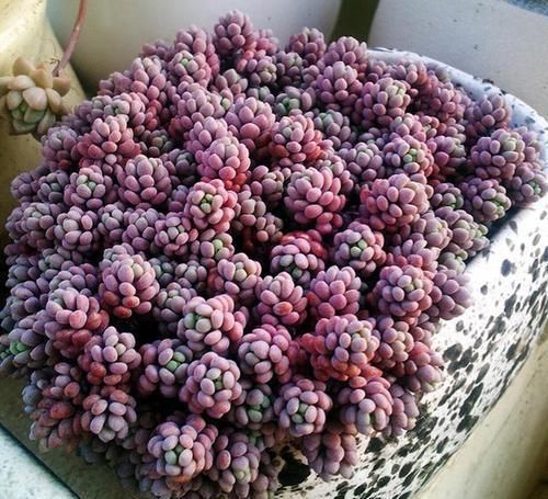 丰满|多肉界里,美人如云,个个丰满剔透,你认识几个美人