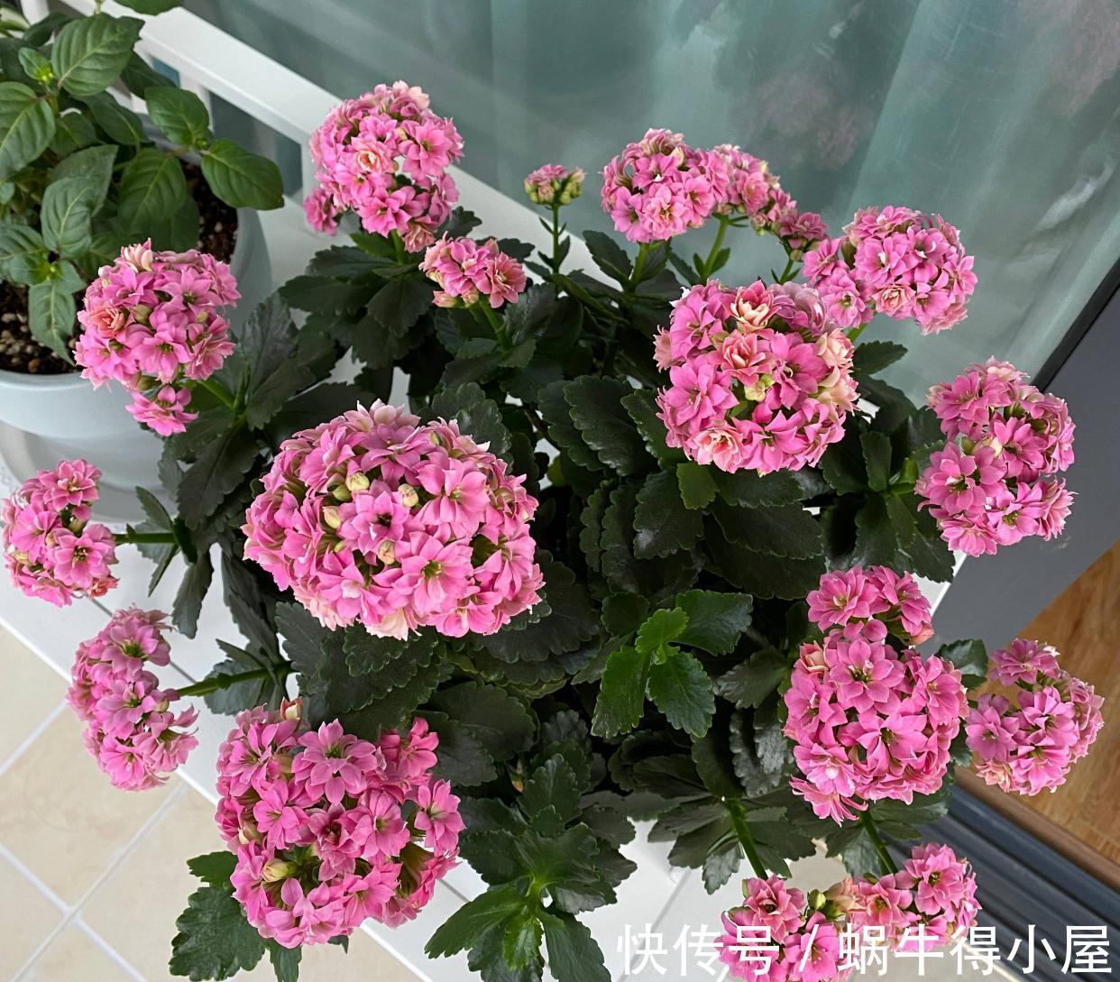 长寿|秋天阳台养一盆花,株型小、花量大、花色多种,喜庆美观好养