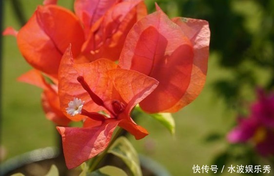 花色|新手养花不如养一盆“橙雀三角梅”,色彩明快,花期长适合盆栽养