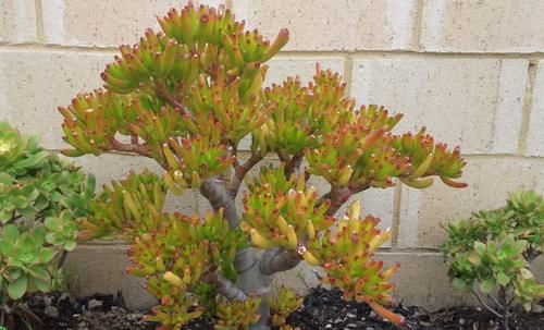 居家盆栽多肉，想选“招财树”养这3款，名字里带财